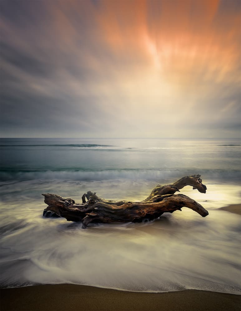 Ethereal Beach Driftwood by Albena Markova — canvas wall art