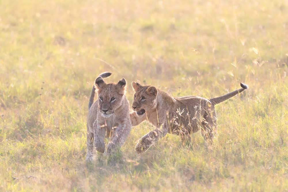 Playful Lion Cubs by Henry Zhao — canvas wall art
