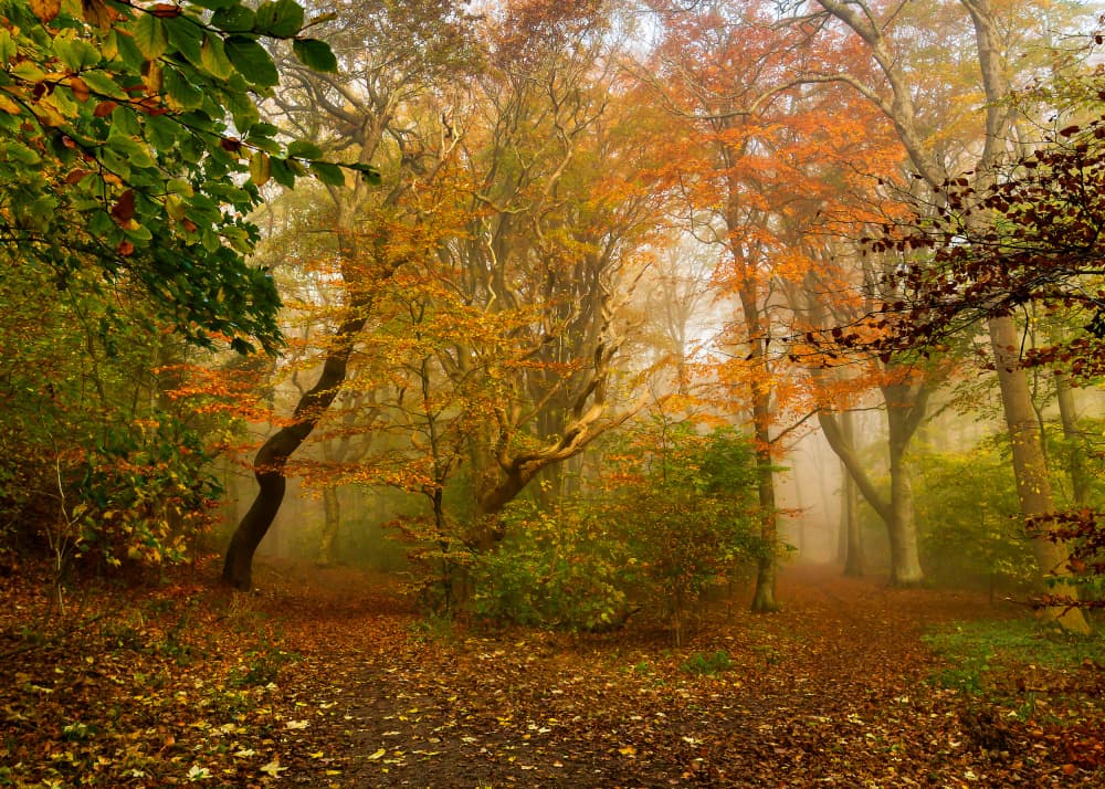 Misty Autumn Forest Path by Leif Løndal — canvas wall art