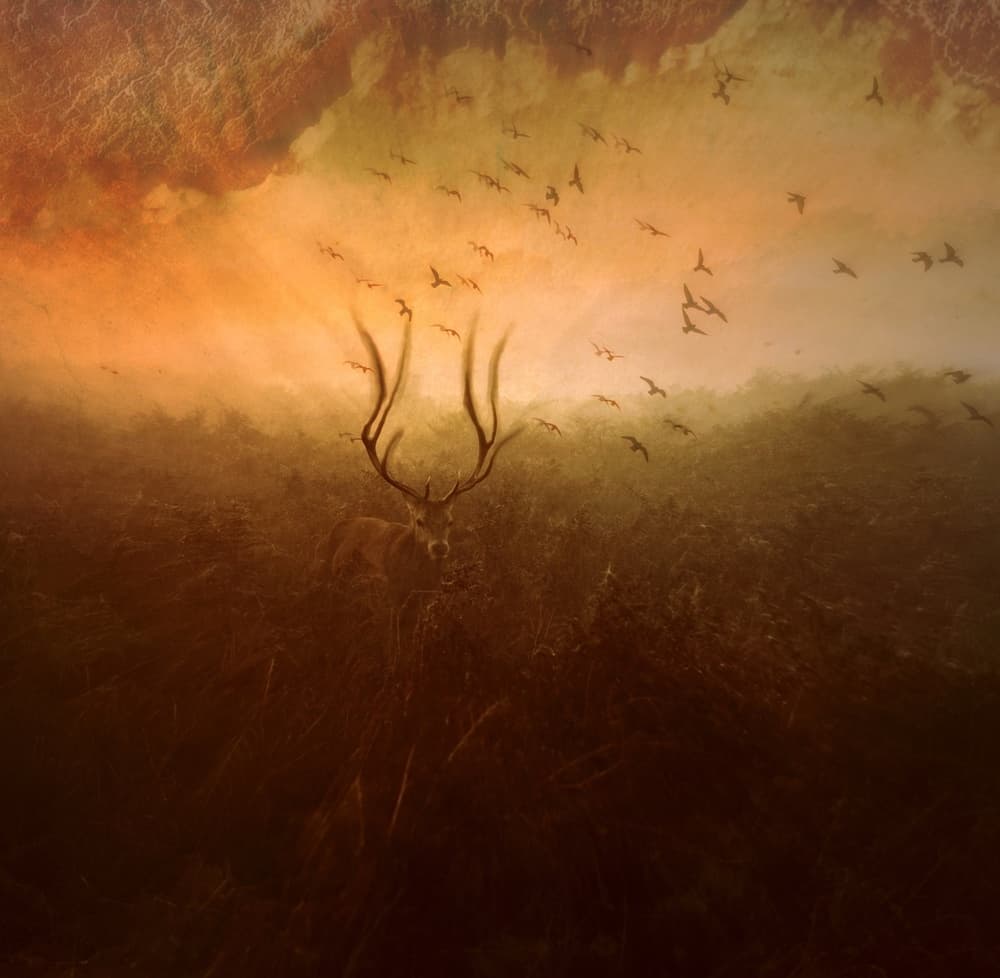Ethereal Stag With Birds by Robert Fabrowski — canvas wall art