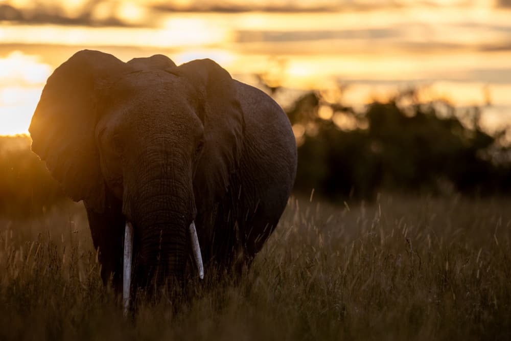 Golden Hour Elephant by Bjoern Alicke — canvas wall art