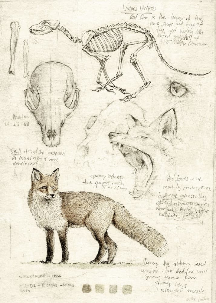 Fox Anatomy Illustration by Mike Koubou — canvas wall art