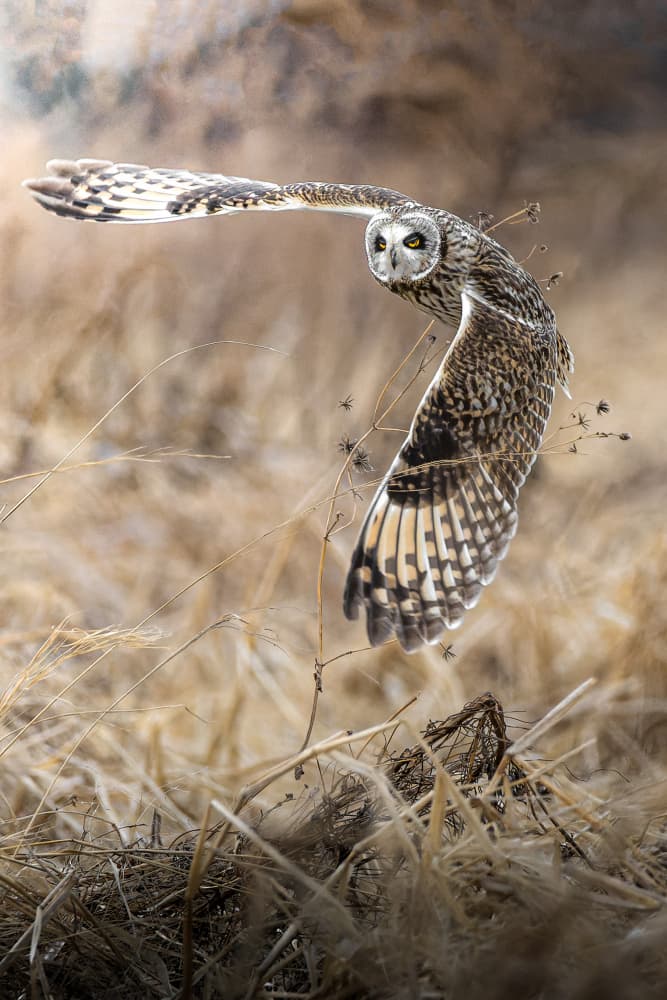 Golden Hour Owl Flight by まちゅばら/Hiroki Matsubara — canvas wall art