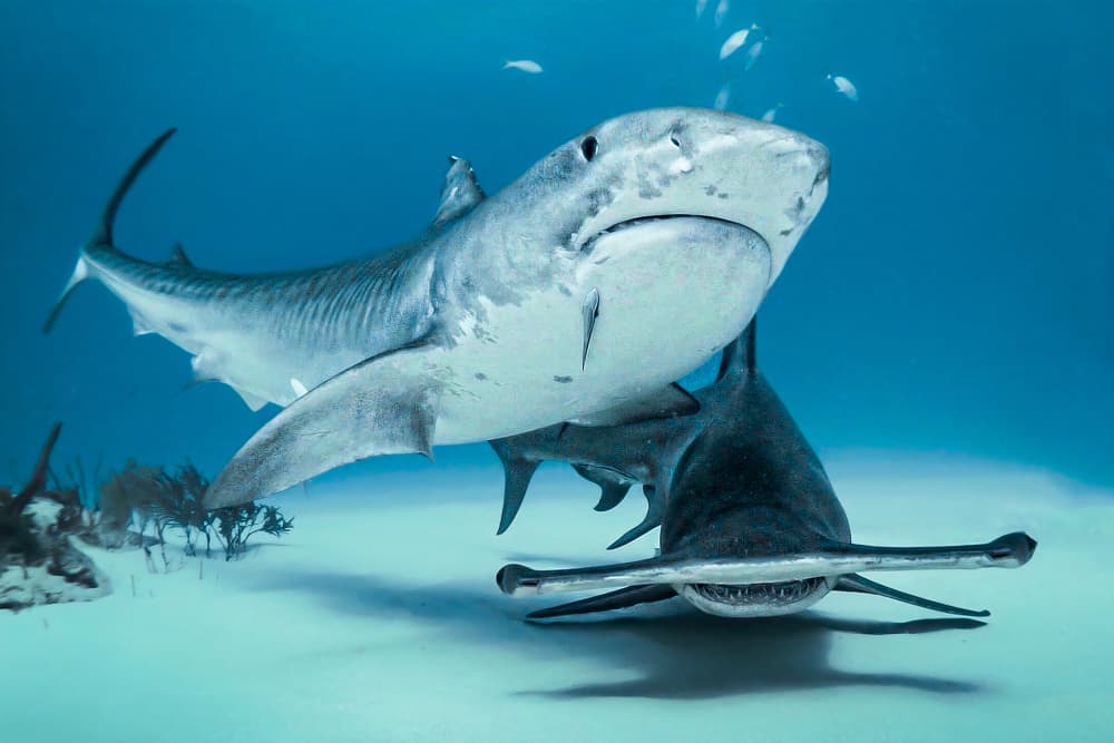 Tiger Shark And Hammerhead by Serge Melesan — canvas wall art