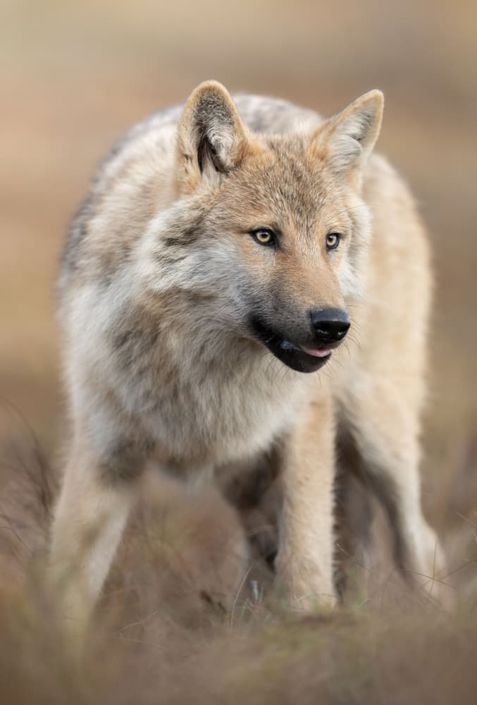 Watchful Wild Wolf by Marco Barisone — canvas wall art