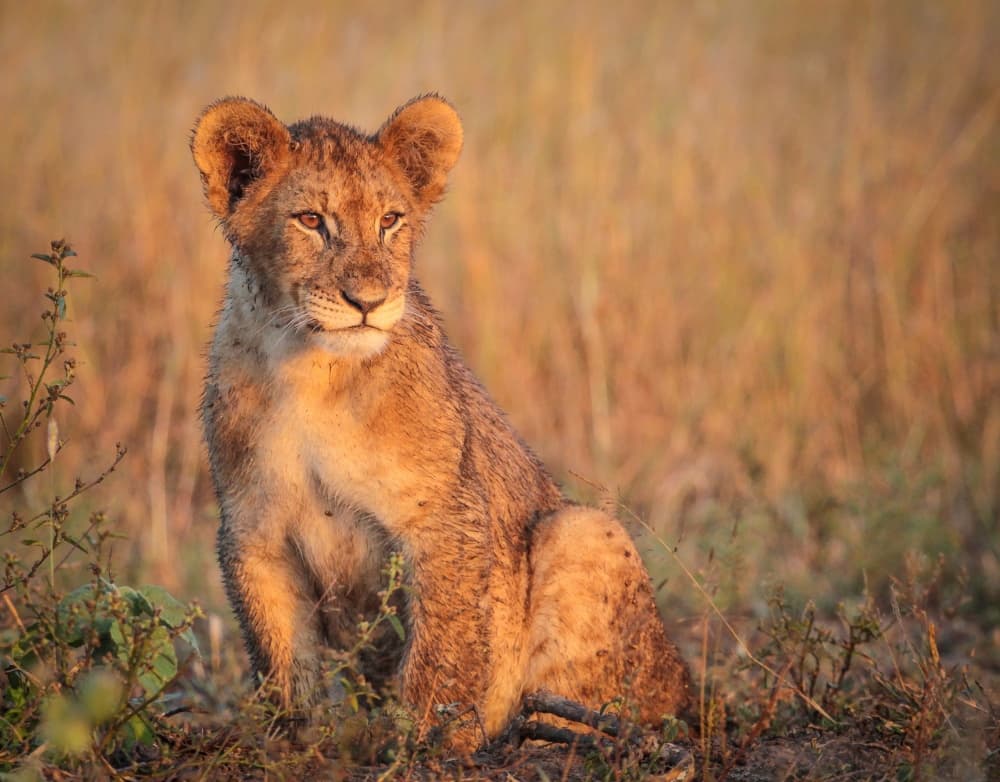 Young Lion's Gaze by Jaco Marx — canvas wall art