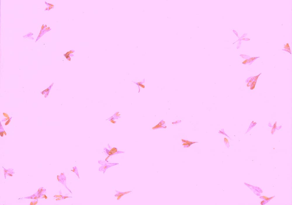 Pink Scattered Petals by Santhosh ch — canvas wall art
