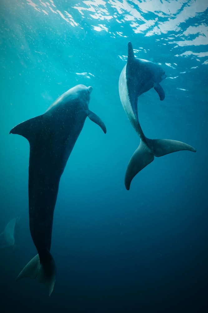 Graceful Ocean Dolphins by Serge Melesan — canvas wall art