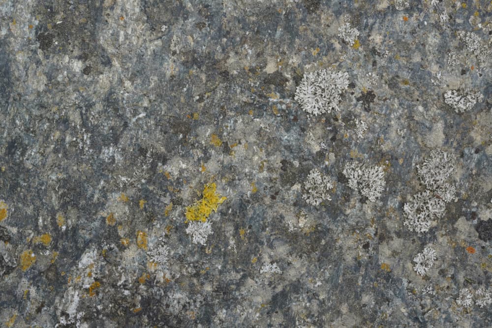 Weathered Stone Lichen by Bilge Paksoylu — canvas wall art