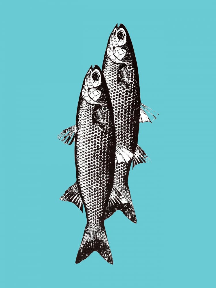 Vintage Fish Duo by Elizabeth C — canvas wall art