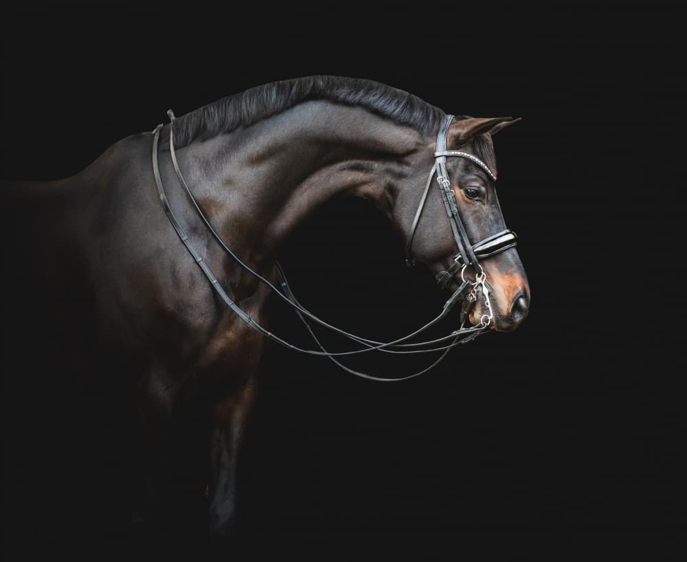 Elegant Horse Portrait by Celine Weerink — canvas wall art