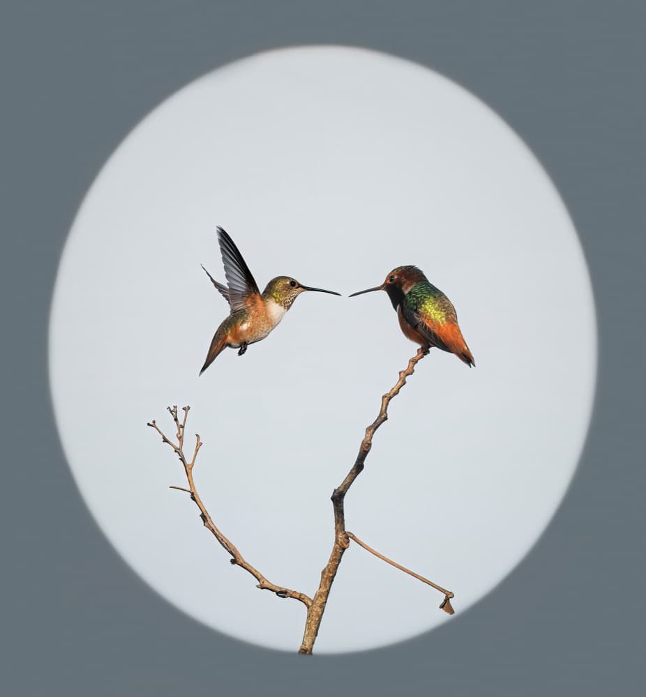 Hummingbirds Encounter by NanZ — canvas wall art