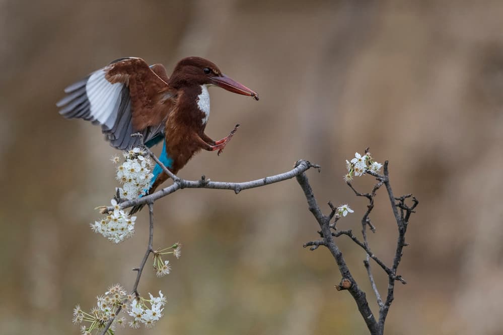 Kingfisher Among Blossoms by Amnon Eichelberg — canvas wall art