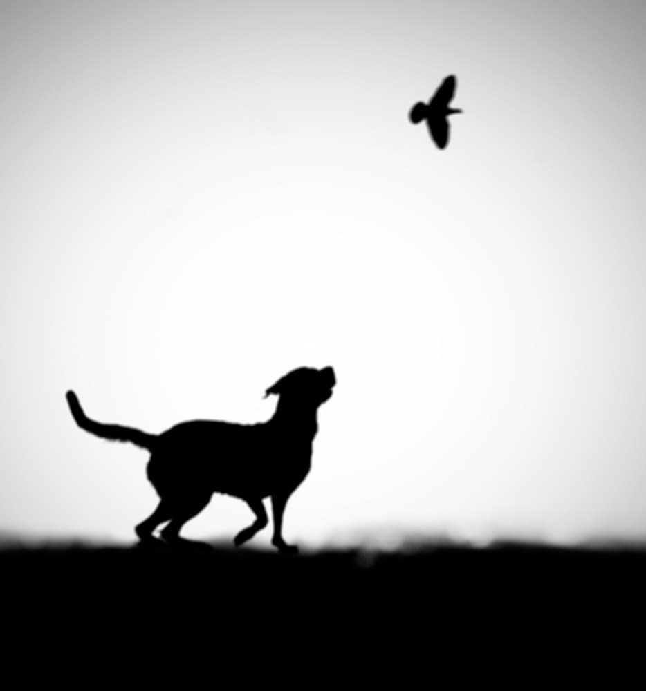 Playful Dog Bird Silhouette by Hengki Lee — canvas wall art