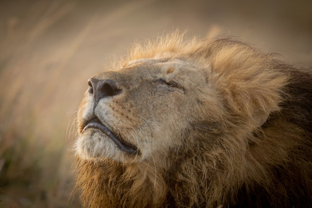Golden Hour Lion by Dirk Koster — canvas wall art