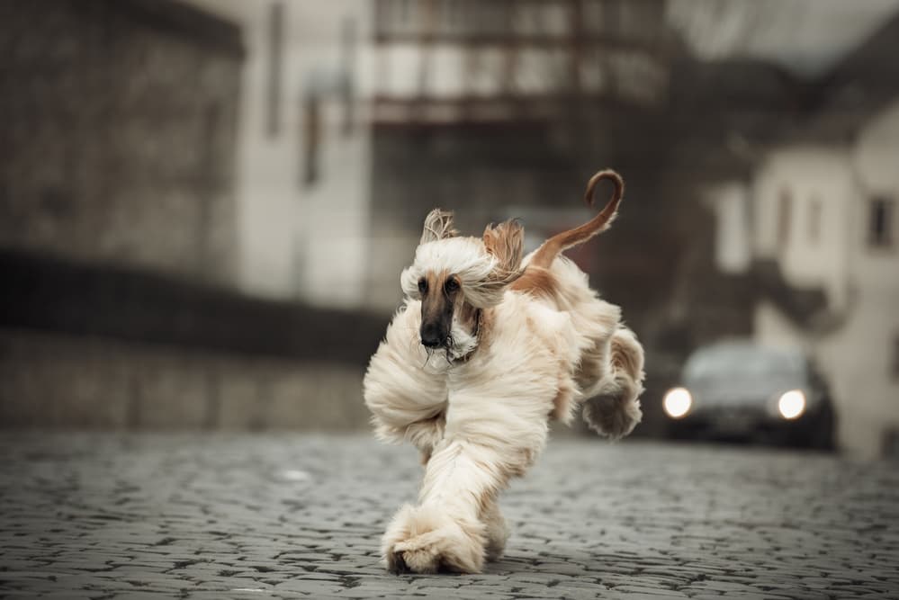 Running Afghan Hound by Heike Willers — canvas wall art
