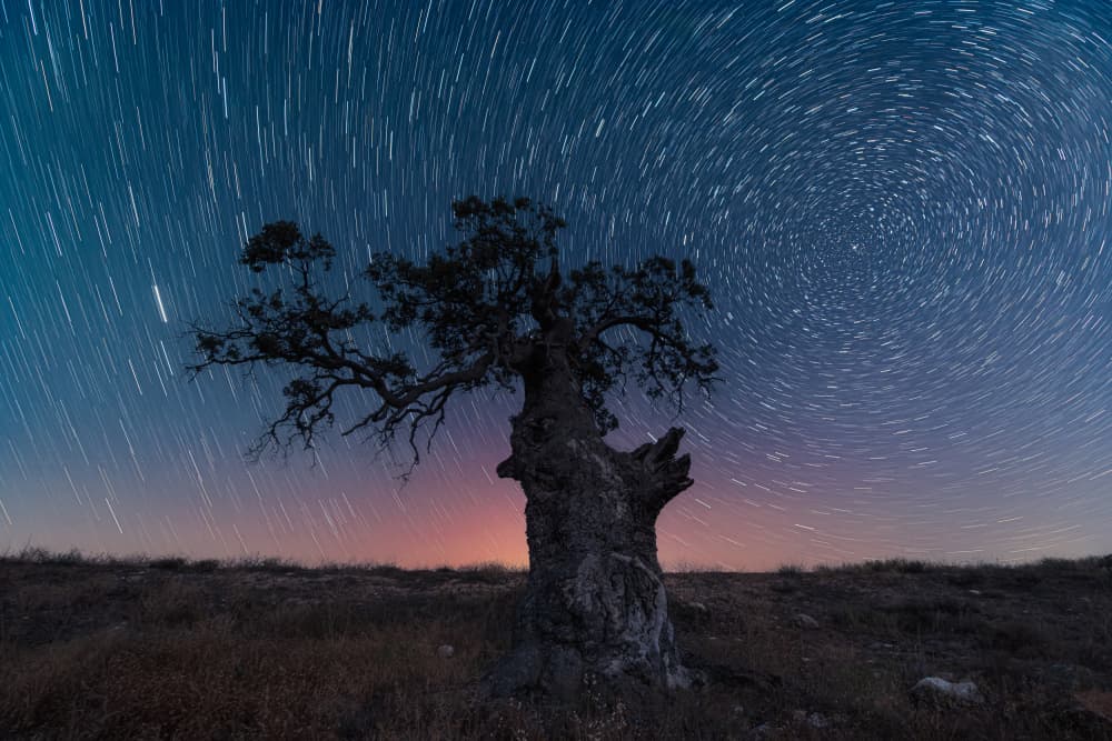 Cosmic Tree Trails by Jose Antonio Triviño Sanchez — canvas wall art