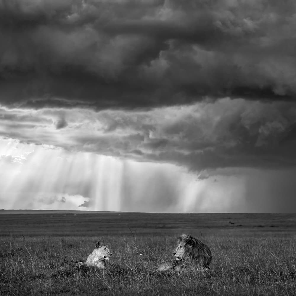 Lions In Dramatic Storm by John Fan — canvas wall art