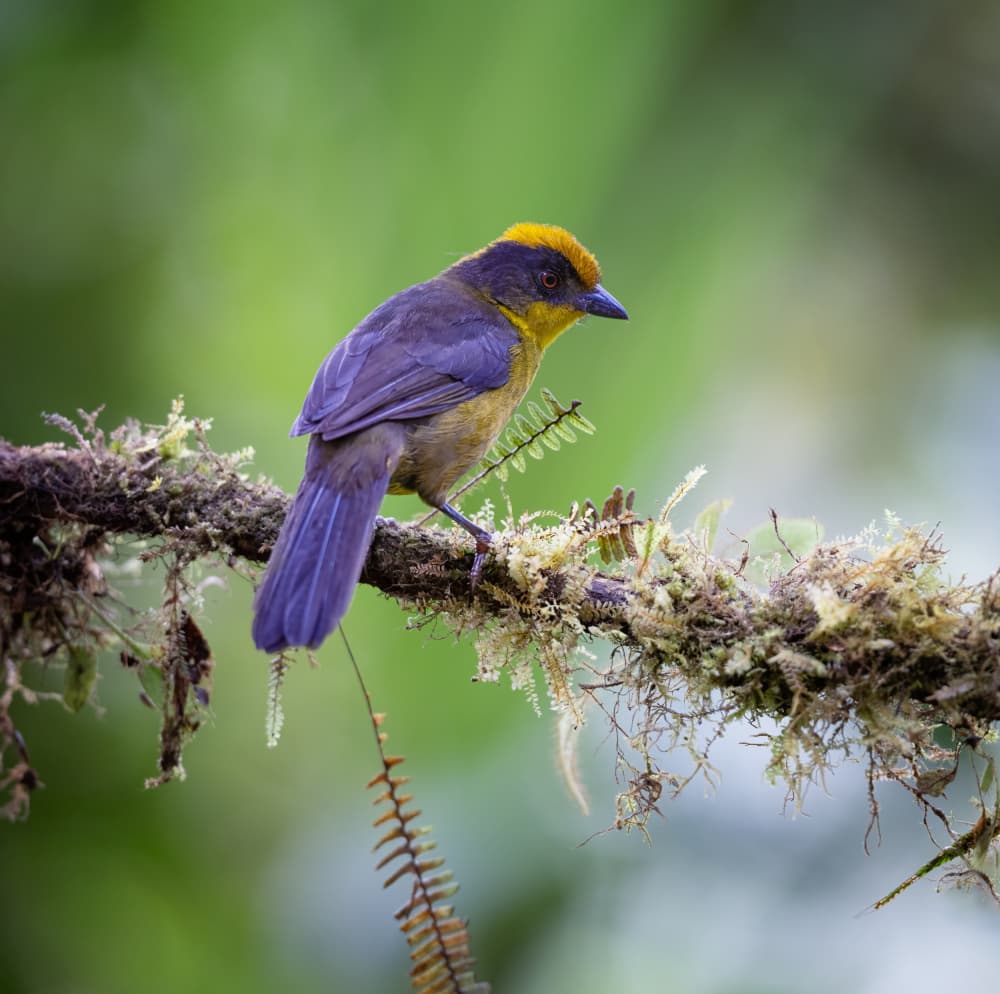 Vibrant Jungle Bird by Xiaojian Huang — canvas wall art