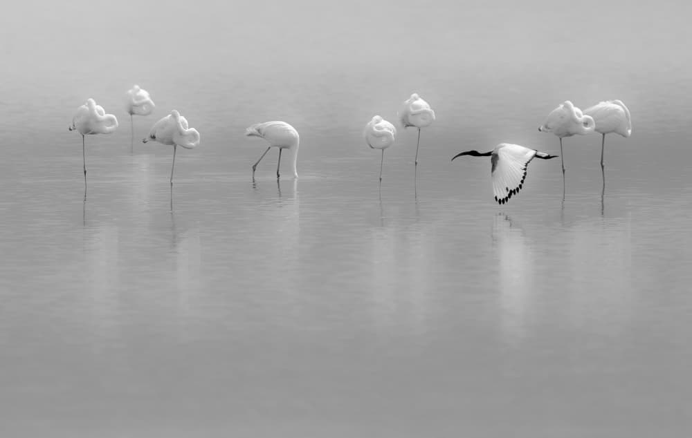 Flamingos and Flying Ibis by Massimo Mei — canvas wall art