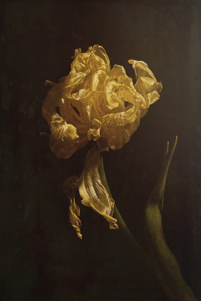 Golden Tulip Decay by Naoya Nakagawa — canvas wall art