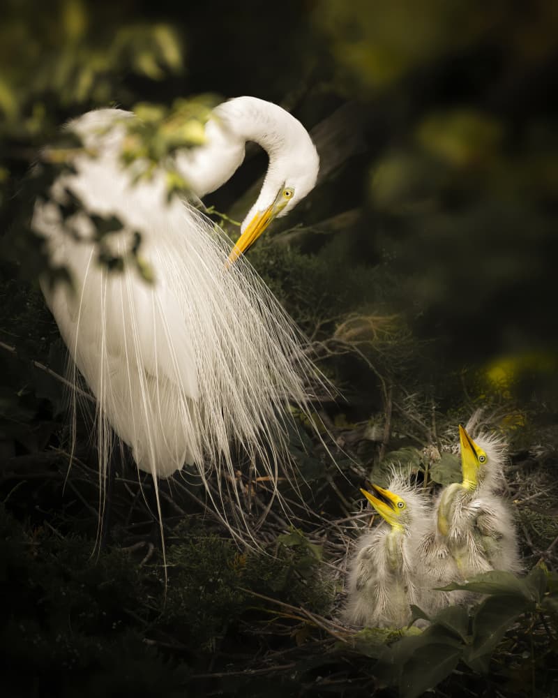 Great Egret Family by Shi &amp Wei — canvas wall art
