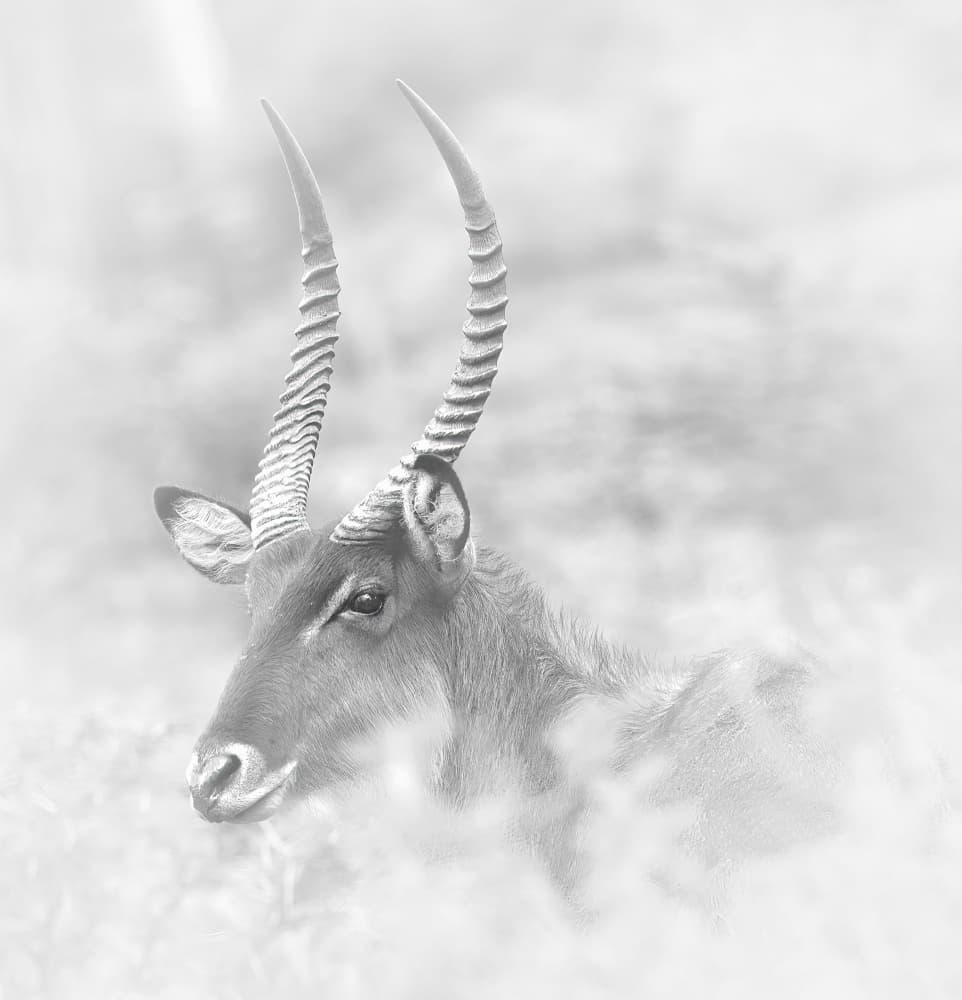Serene Waterbuck Portrait by Hongyu Chen — canvas wall art