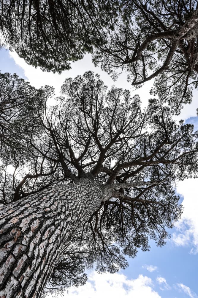 Tallwood 01 by Shot by Clint — canvas wall art