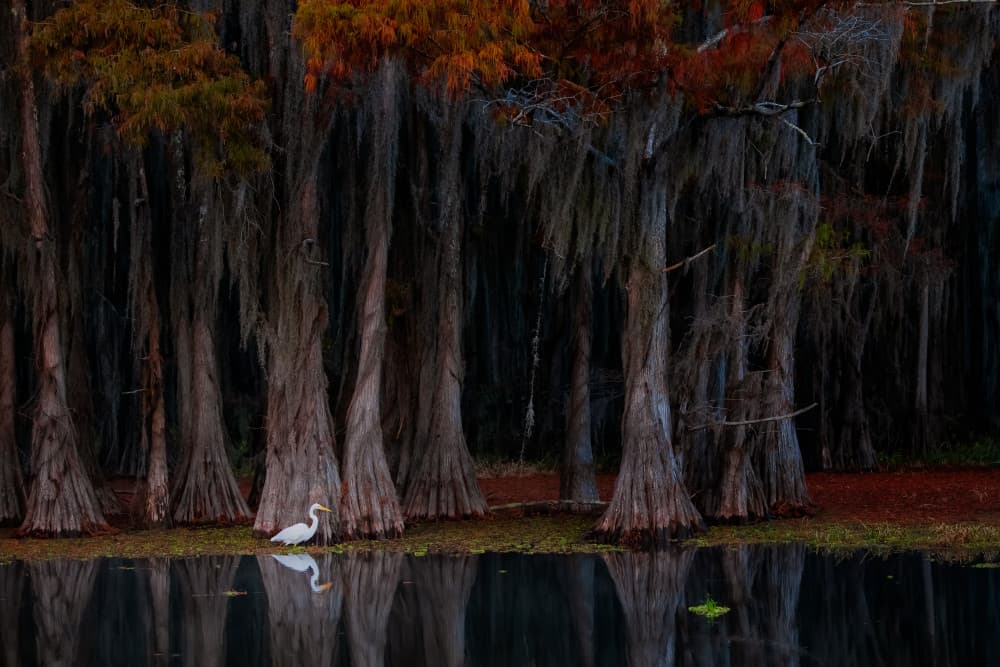 Autumn Egret Reflection by Luigi Ruoppolo — canvas wall art