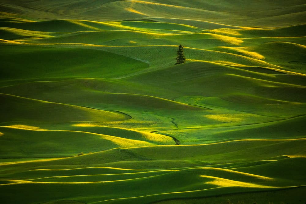 Green Hills Golden Light by April Xie — canvas wall art