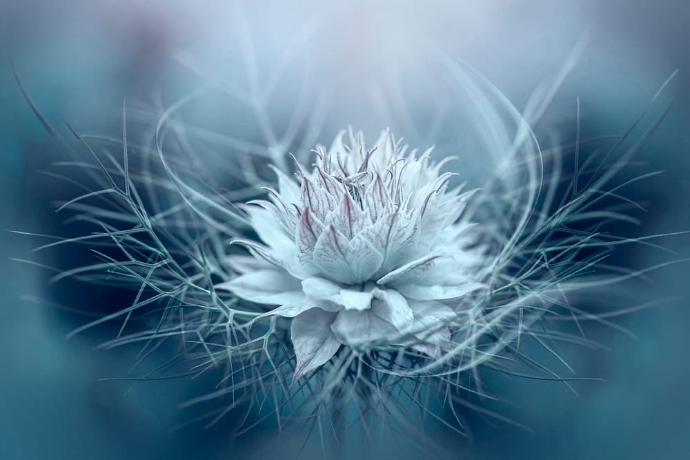 Ethereal Blue Bloom by Jacky Parker — canvas wall art