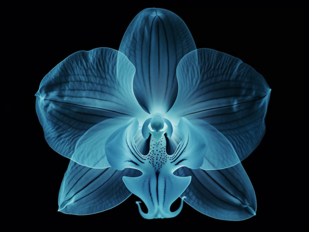 Ethereal Blue Orchid by Andreas Magnusson — canvas wall art