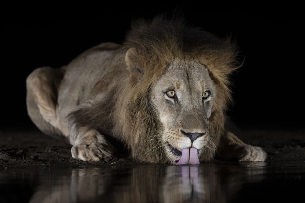 Majestic Lion Night Drink by Clint Ralph — canvas wall art