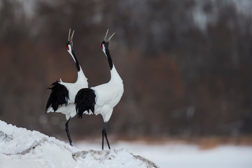 Red-Crowned Cranes Calling by C.S. Tjandra — canvas wall art