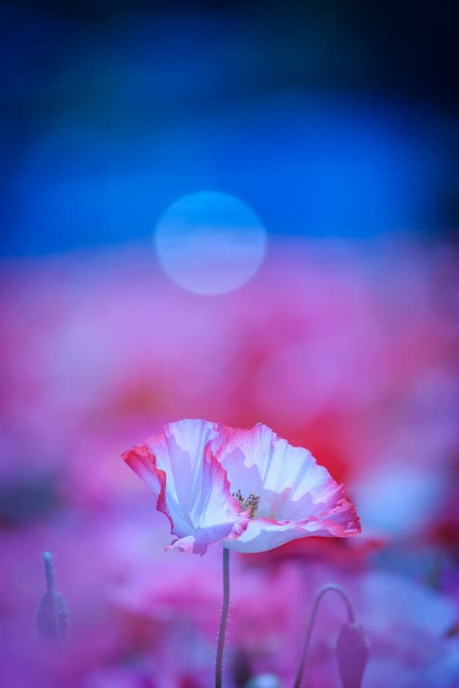 Dreamy Poppy Moon by Chisho — canvas wall art