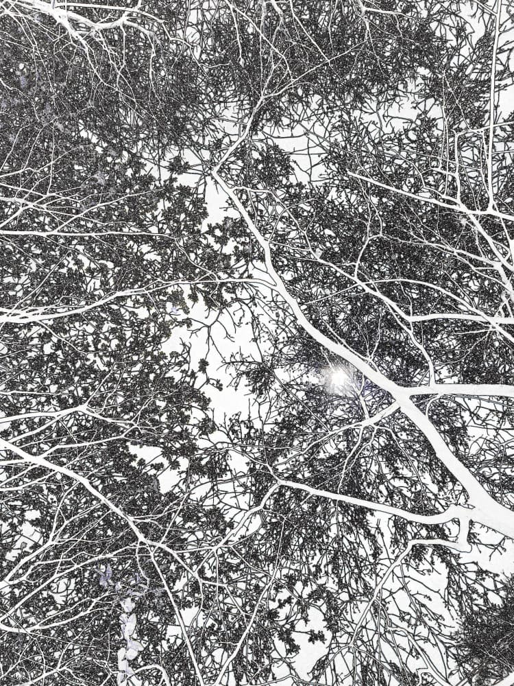 Sun Glimmer Through Branches by Santhosh ch — canvas wall art