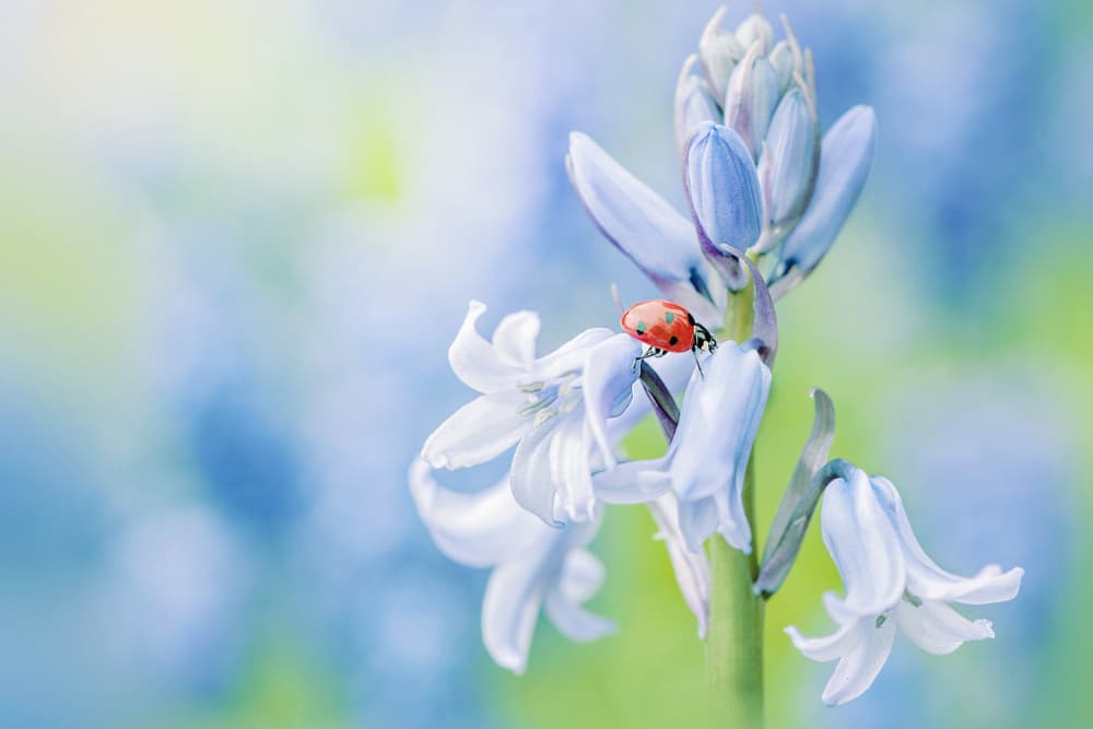 Ladybug on Bluebell by Jacky Parker — canvas wall art
