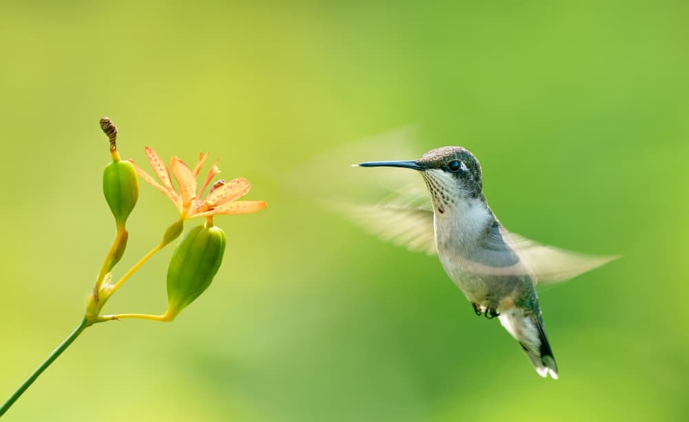 Hummingbird by Rong Wang — canvas wall art