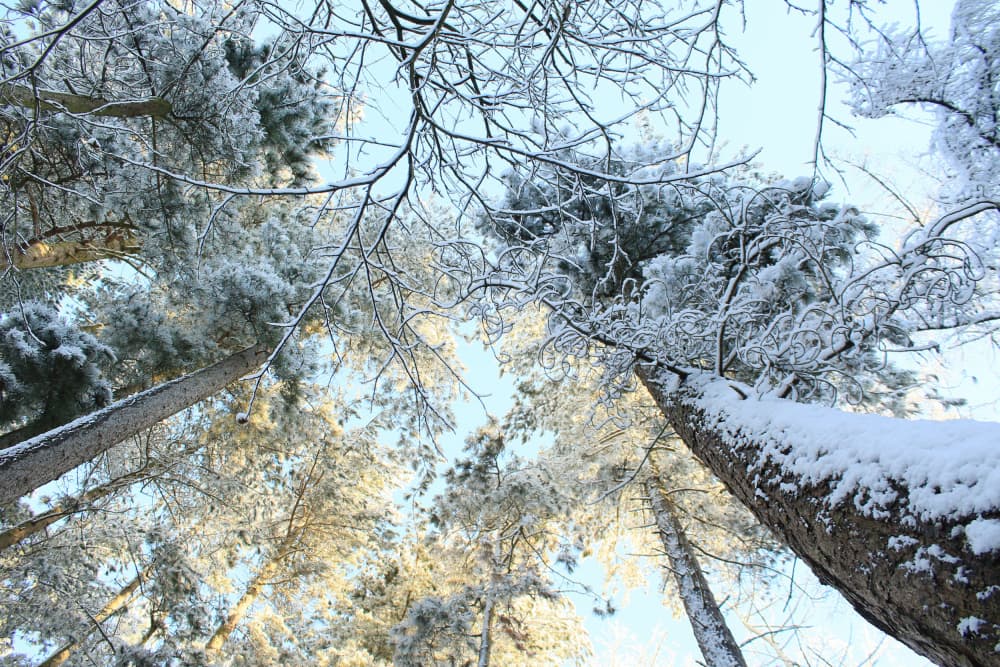 Snowy Forest Canopy by Alyson Fennell — canvas wall art