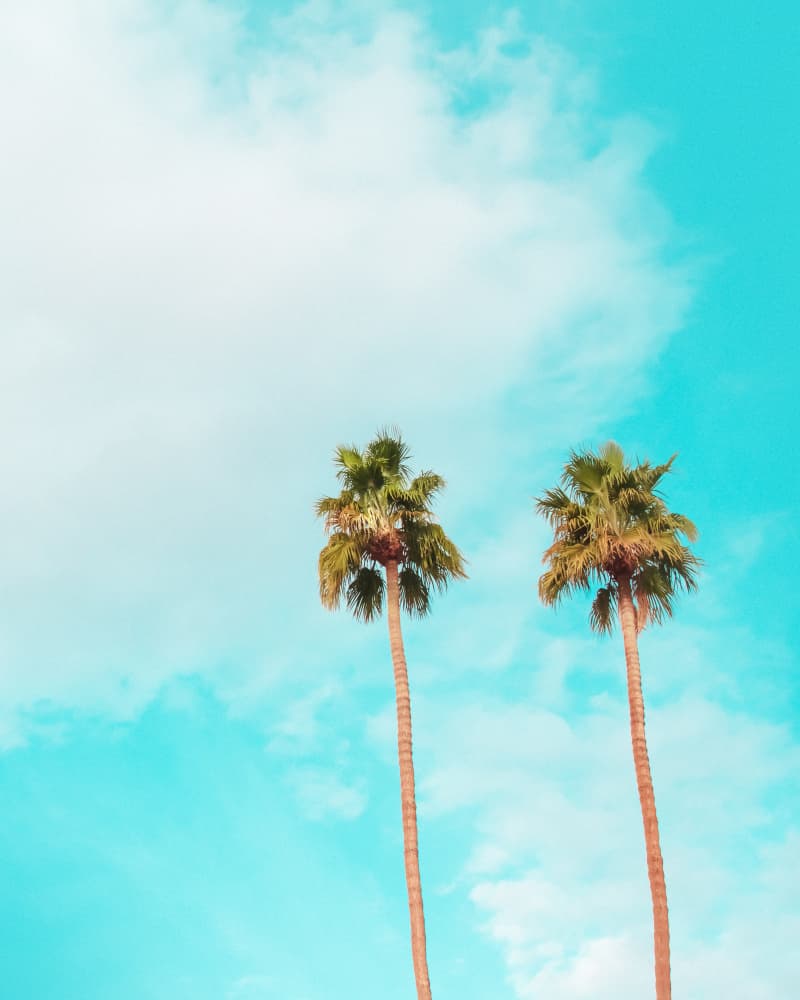 Twin Palms by Tom Windeknecht — canvas wall art