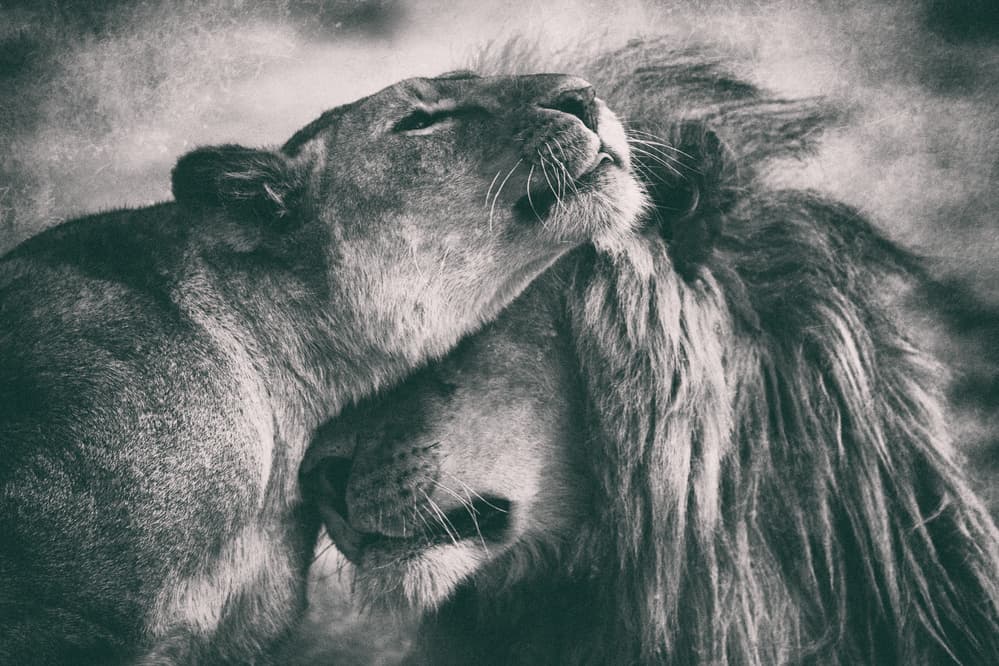 Tender Lion Embrace by Mohammed Alnaser — canvas wall art