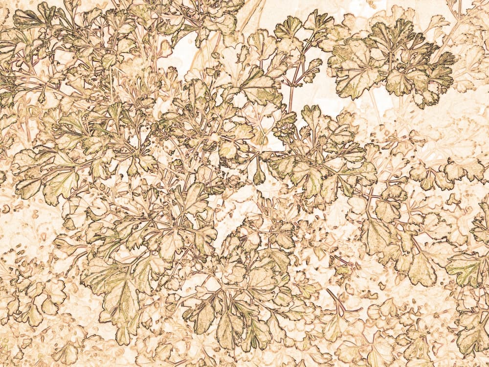 Delicate Botanical Study by Santhosh ch — canvas wall art