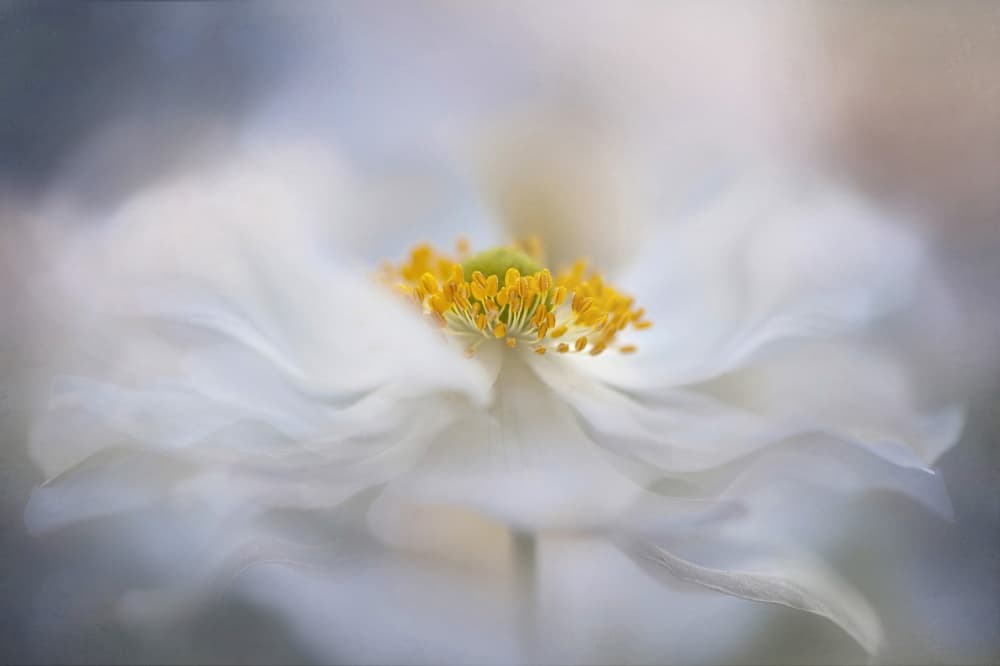 Soft White Bloom by Jacky Parker — canvas wall art
