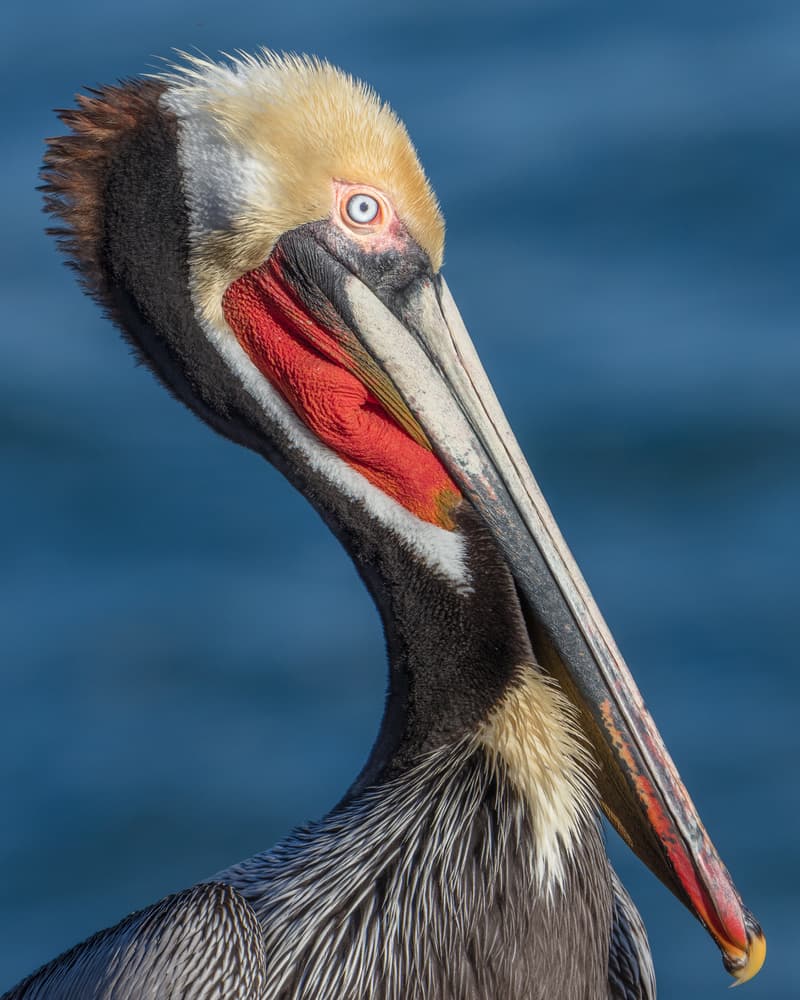 Blue-Eyed Pelican by Greg Barsh — canvas wall art