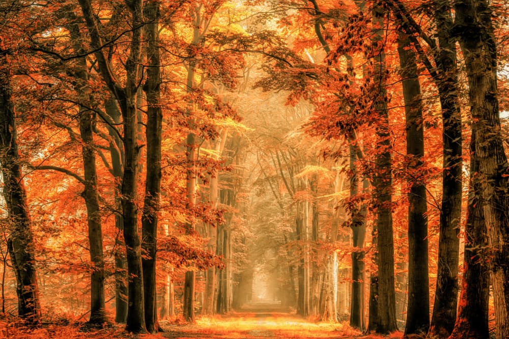 Golden Autumn Forest Path