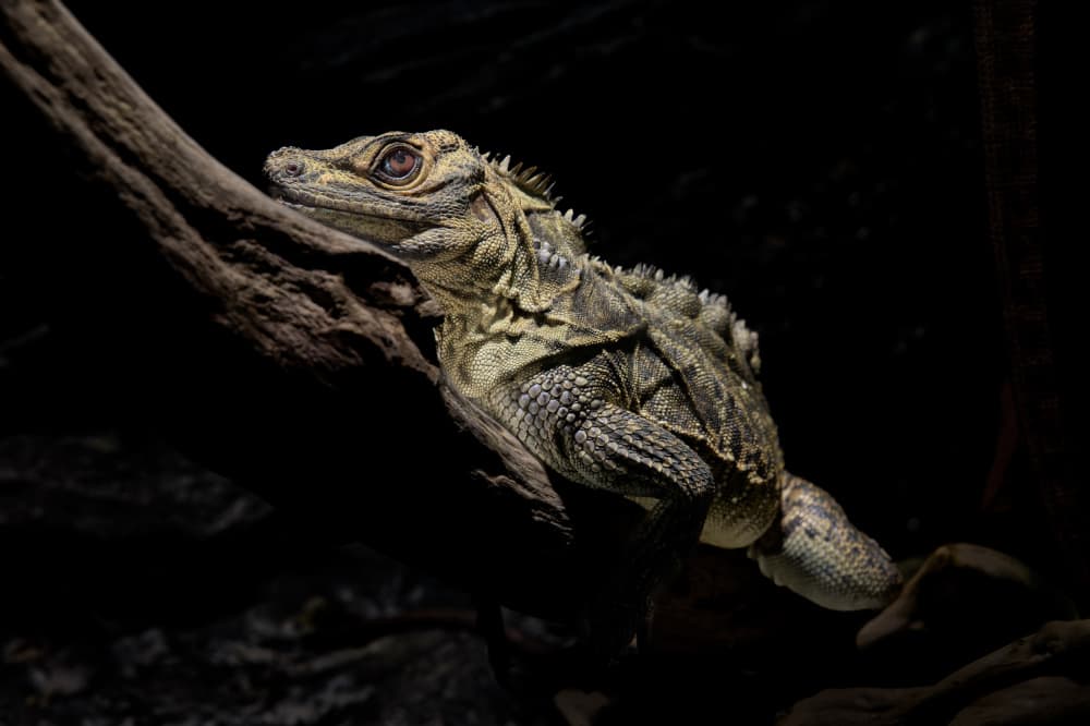 Exotic Reptile on Branch by Takiko Hirai — canvas wall art