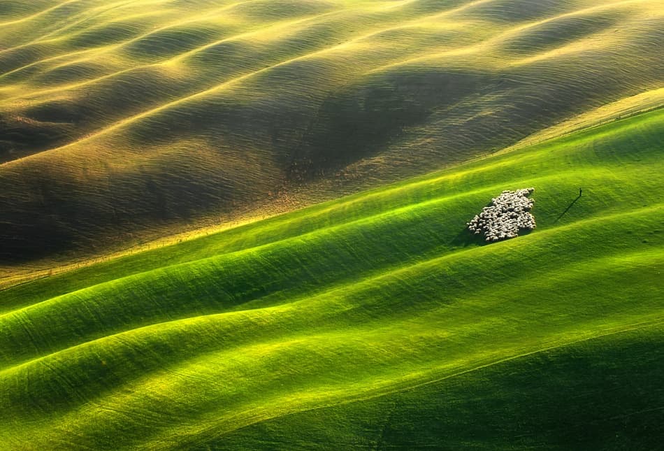 Sheep On Rolling Hills by Krzysztof Browko — canvas wall art