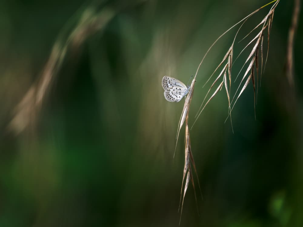 Delicate Butterfly on Grass by Takiko Hirai — canvas wall art