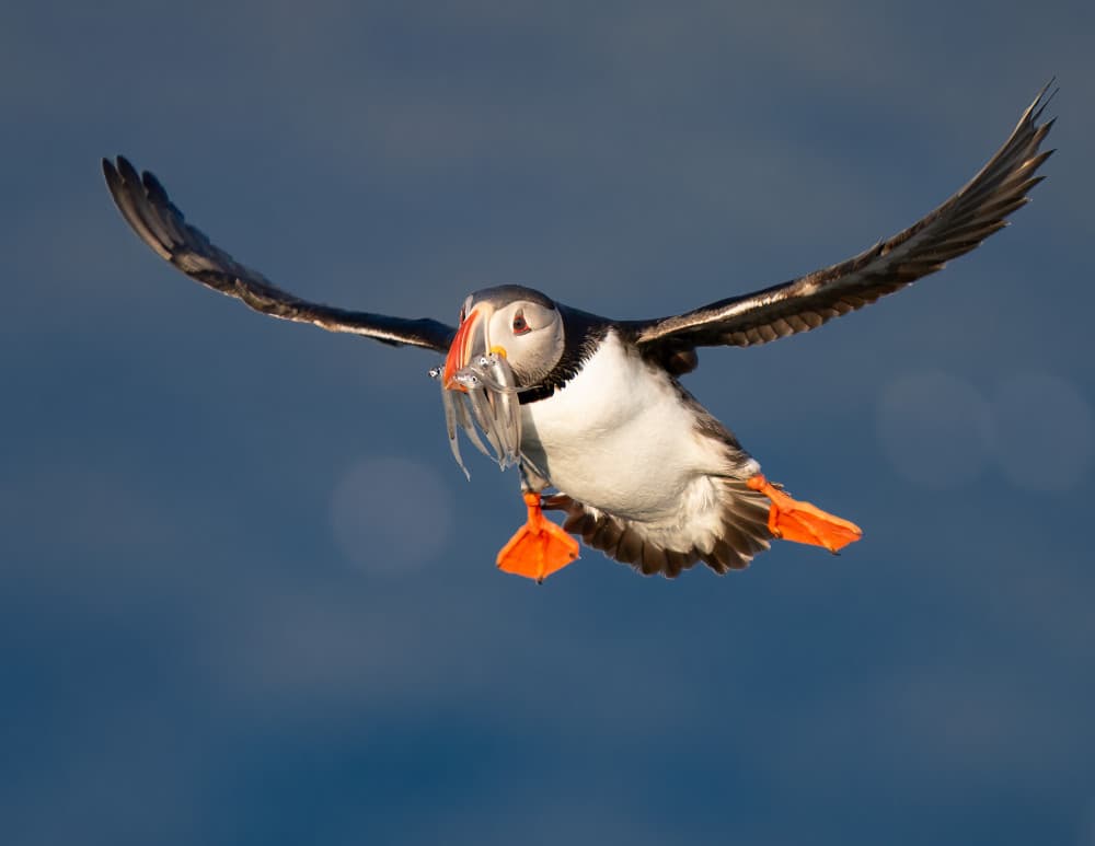 Puffin's Fresh Catch by Chao Feng 天馬 — canvas wall art