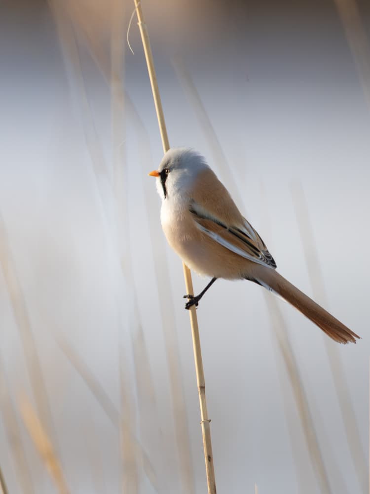 Bearded Tit On Reed by Taksing (吉星高照) — canvas wall art